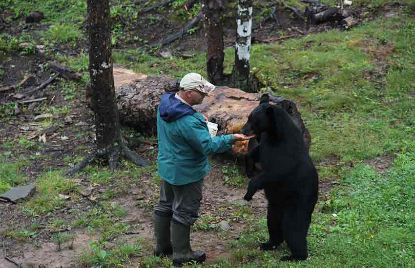 Richard donne à manger à un jeune ours noir directement à la main