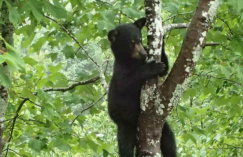 Un petit ours noir perché sur une branche, dans une forêt du Nouveau Brunswick