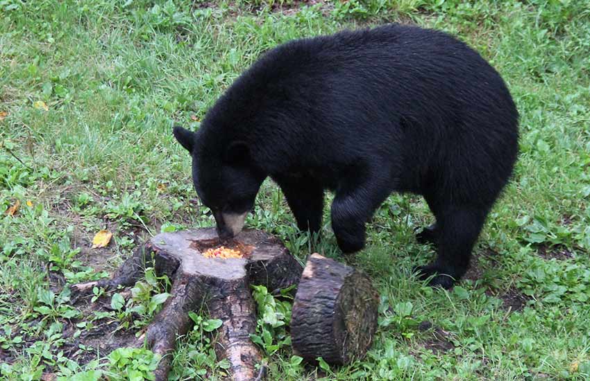 Un ours noir adulte fouine dans le creux d'une souche d'arbre à la recherche de nourriture