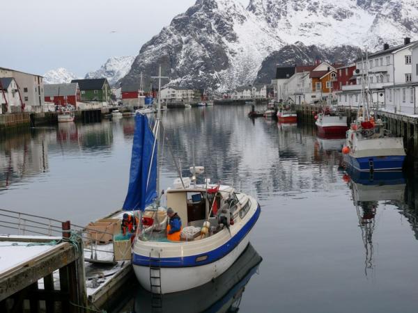 Photo d'introductoin de l'article Skrei, Norwegian cod