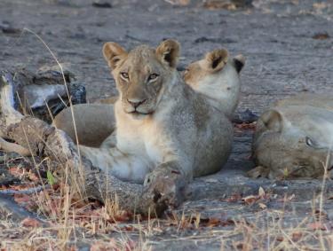 Photo de l'article La Zambie, sanctuaire de la vie sauvage