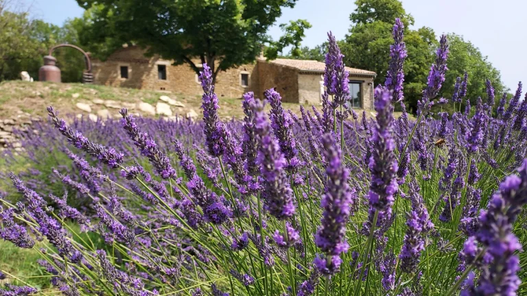 Essential lavender in Bégudé-de-Mazenc