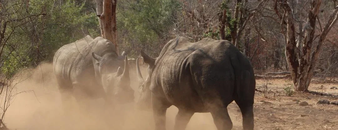 Zambia's nine white rhinos can be seen in Mosi Oa Tunya National Park near Livingstone.