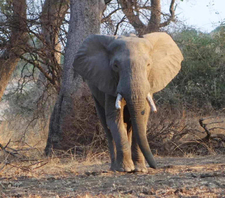The Luangwa Valley is a sanctuary for thousands of elephants.